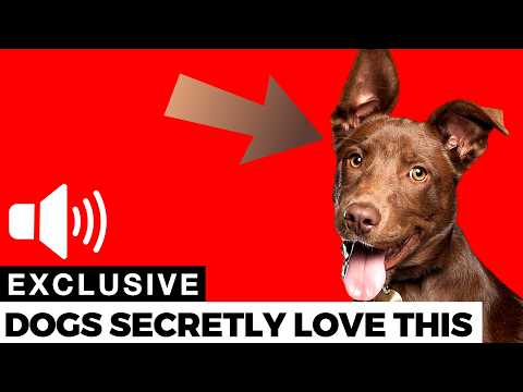 10 Sounds Dogs Might Secretly Love ❤️