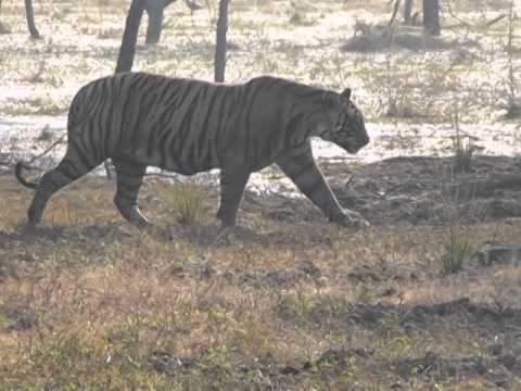 Big Male tiger in Ranthambore