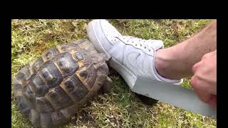 Racist Turtle