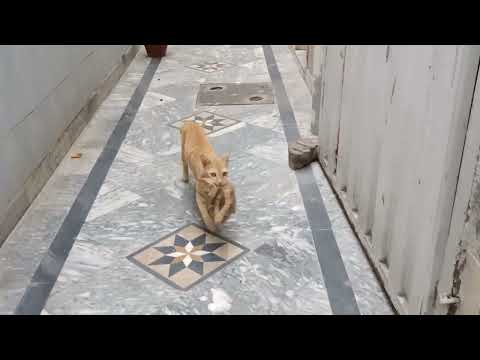 i am shift the house 🏠 aneela's life style