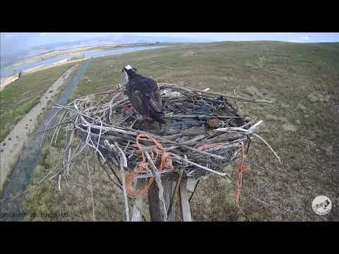 7/25/18 ~ OSMP OSPREY, CHICK FLEDGES FROM PERCH!