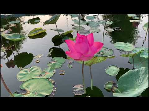 Lovely Flowers by Sabeen Saleem