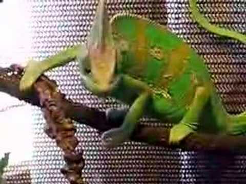 Chameleon Pi Desert Of Lost Distractions