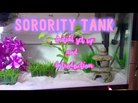 Sorority Tank| Initial set up and introductions