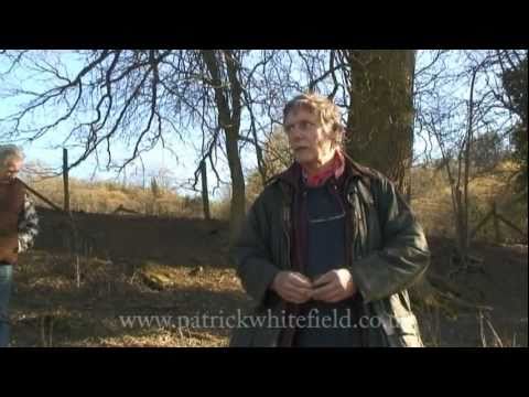 Tree Identification Walk Part 1 - YouTube