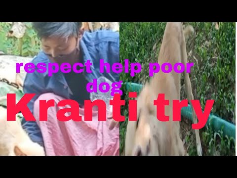 help me poor dog respect Kranti try  las time happy dog#krantitry#helpdog