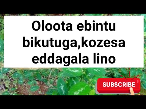 Ekiviirako okuloota nga ebintu bikutuga n'eddagala eligenda okubigoba