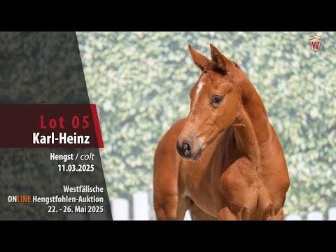 ONLINE Hengstfohlen-Auktion Lot 05 Karl-Heinz Hengst v. Kjento - Sezuan