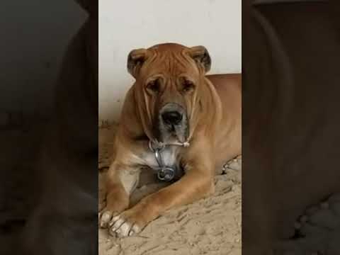 Indian bully kutta Baabar