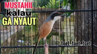 Download lagu SUARA CENDET GACOR || TOET TOET biangnya bikin cendet jenis apapun langsung nyaut emosi ikutan bunyi mp3 Download lagu SUARA CENDET GACOR || TOET TOET biangnya bikin cendet jenis apapun langsung nyaut emosi ikutan bunyi mp3