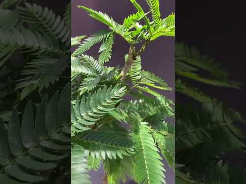 ネムノキの花、ネムノキ