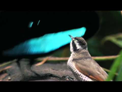 Rajka pôvabná (Lophorina superba) — tokanie a hlas v prírode