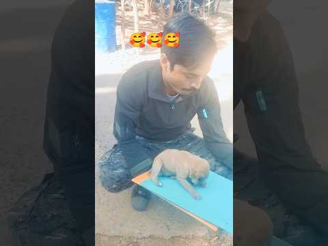 Puppy#dog #puppy #shortsfeed #viral #trending #music #bollywood #doglover#ytshorts#culing song