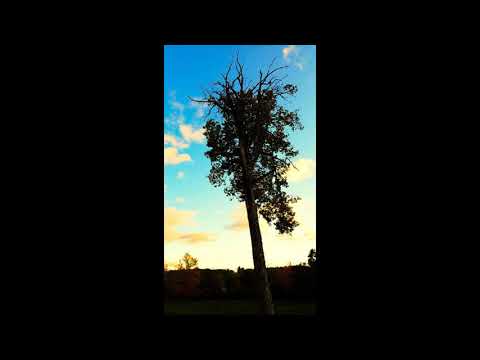 This World is Meaningless Without Love, by Troy Youngblood