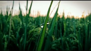 Download lagu Story Wa keren kekinian | Story  Wa selamat pagi keren terbaru || story Wa terbaru 2021 mp3