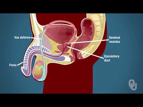 人間はどのように作られるのか