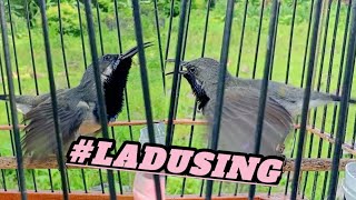 Download lagu Full ngleperrr||Sogon pikat gacor mencari lawan mp3 Download lagu Full ngleperrr||Sogon pikat gacor mencari lawan mp3