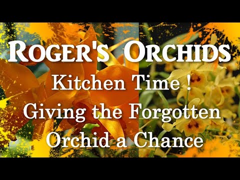 Kitchen Time! - Giving the Forgotten Orchid a Chance