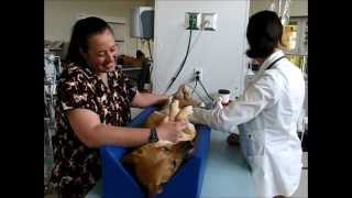 preview picture of video 'Schwenksville Vet is Growing - Get to Know Dr. Anna, Your Local Veterinarian'