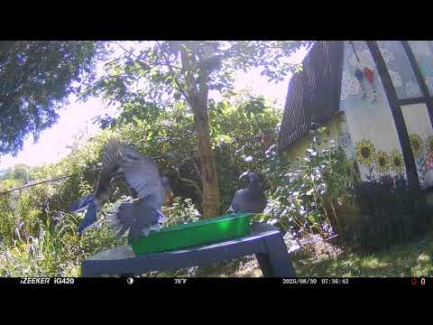 Four #birds score some #seeds #pigeons #pigeon #blue jay #starling #starlings #dove #doves