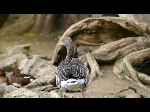 wildlife Birds/Animals, Beauty of nature