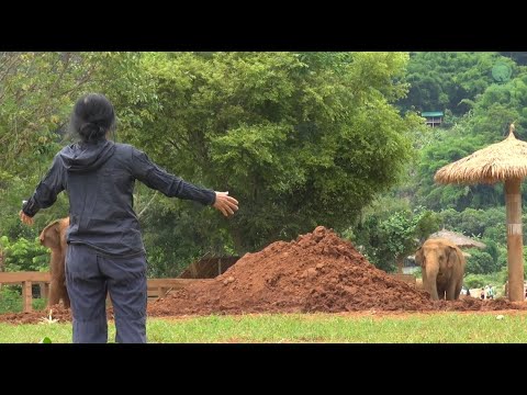 Herd Welcome Their Favorite Person Back Home - ElephantNews