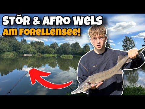 Stör & Afro Wels Angeln am Forellensee - Die BESTEN Köder und Montagen