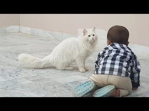 Mohid playing with kittens
