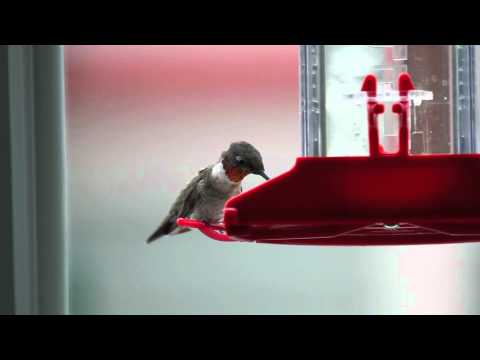 Hummingbirds at window feeders