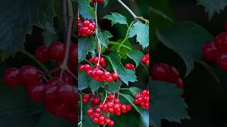 Download lagu FRESH CRANBERRIES FRUITS #cranberries #fruit #satisfying #trending #fresh #shorts #fyp #rosespain mp3 Download lagu FRESH CRANBERRIES FRUITS #cranberries #fruit #satisfying #trending #fresh #shorts #fyp #rosespain mp3