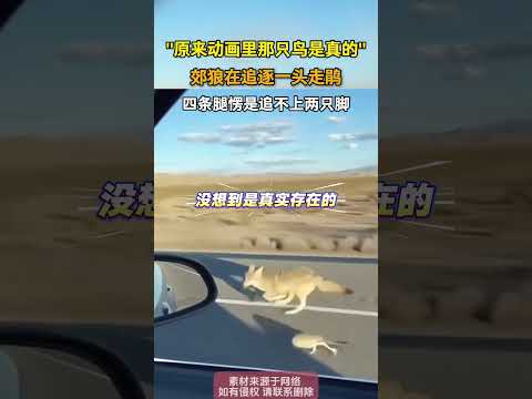 原來動畫裏那只鳥是真的，郊狼在追逐一頭走鵑，四條腿楞是追不上兩只腳 #搞笑 #共鳴 #大熱門