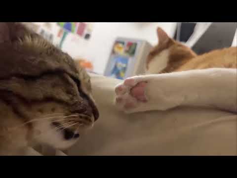 Cat sniffing other cats paw