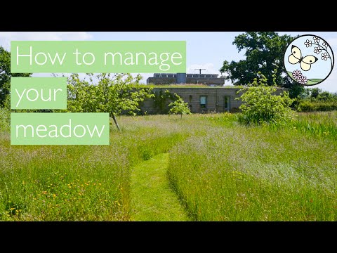 Wildflower meadow management