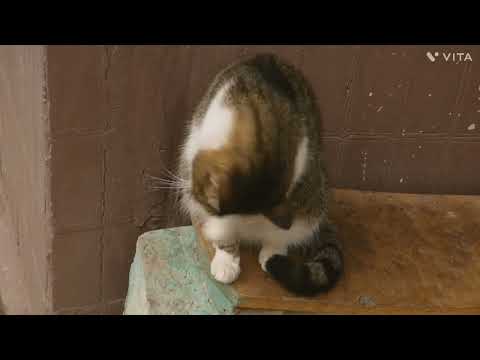 cute and funny cat videos