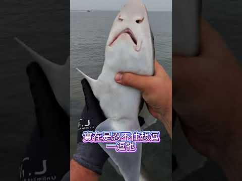他竟然意外捕獲了一隻鯊魚寶寶