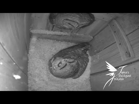 Barred owl nest with sound - Luna May 2021