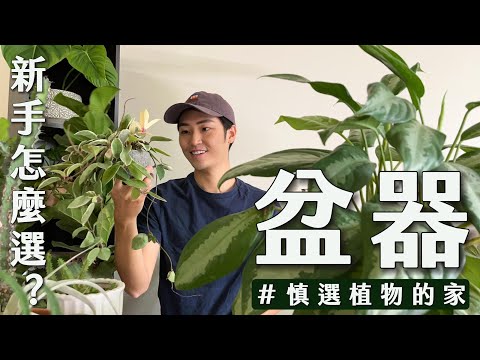 龜背芋適合的盆器