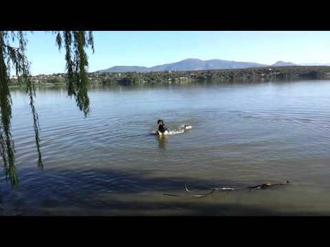 Ares y Capone en el embalse de Cazalegas