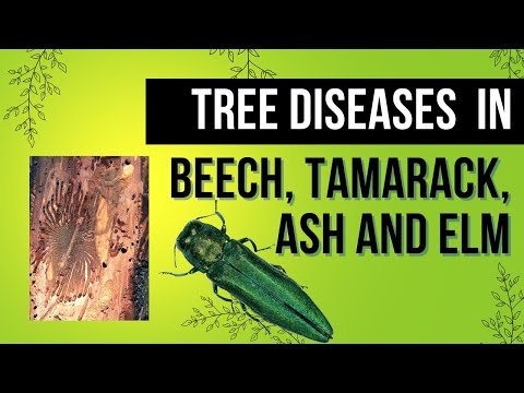 How to Identify and Conquer Tree Diseases in Beech, Ash, Tamarack, and Elm