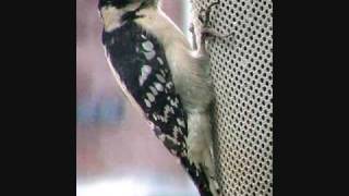 The Woodpecker song by Glenn Miller