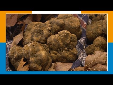 L'ACCADEMIA ITALIANA DEL TARTUFO IN RAMPA DI LANCIO PER L'EXPO DI DUBAI 2020 03-10-19