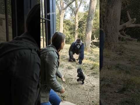 That Goodbye Meant Everything ❤️ #gorilla #babygorilla #heartwarming
