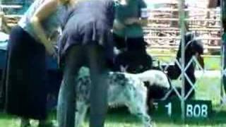 preview picture of video 'English Setter Colin At Butte Co. KC Show'