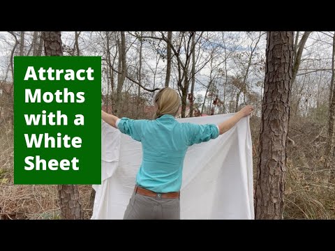 Go Mothing! Attract Moths with a White Sheet