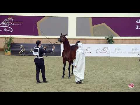 N 357 GAZWAN AL NASSER   22nd Qatar National 2019   11 Years Old and Older Stallions Class 14