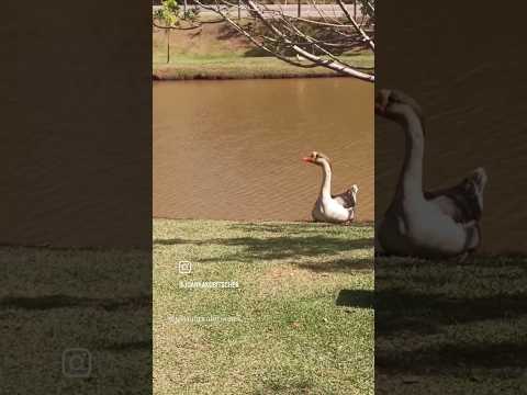 Restaurante e Peixaria 100 MiseriaRodovia dos Inconfidentes, Amarantina, Ouro Preto  MG #minasgerais