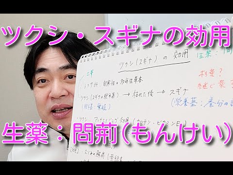 スギナ、スギナ 植物