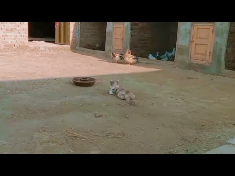 Cute Baby Hadi Vs Funny Animals || Cute Funny Animals Videos Compilation #05