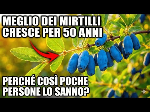 Più Nutriente Di Mirtilli e Arance Insieme — Produce Per 50 Anni e Nessuno La Conosce!