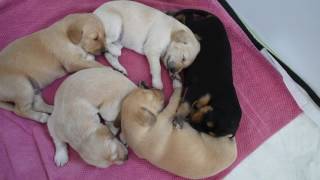 Download lagu Farlat Saluki - Fara & Coral Charm babies 18 day mp3 Download lagu Farlat Saluki - Fara & Coral Charm babies 18 day mp3